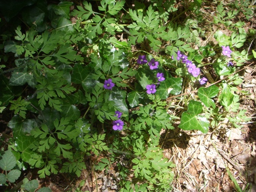 Fiorellini di bosco -Legousia speculum-veneris